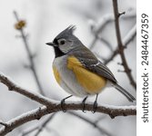 The titmouse, also known as the tit, is a small songbird found primarily in North America, Europe, Asia, and parts of Africa. Known for its active and acrobatic behavior, 