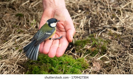 Titmouse, well-known bird everywhere in the palm of your hand. Symbol of nature's trust in man, humanism and ecological thinking