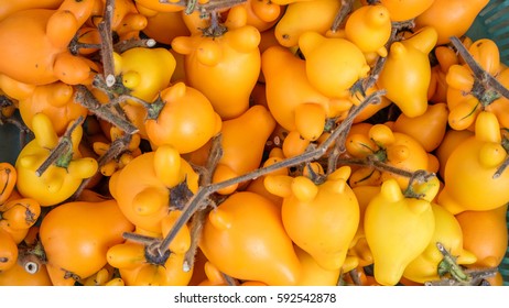 Titty Fruit, Solanum Mammosum, The Apple Of Sodom, Thorny Popolo The Result Leaves And Is Highly Toxic. Paralyze Low Body Temperature And Access Coma 