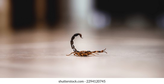 Tityus bahiensis, also known as black scorpion, is a species of scorpion from eastern and central Brazil. Measures 6 cm in length, has very dark coloration and brown paws.