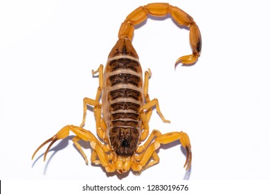 Tityus serrulatus, the most venomous scorpion in Brazil, is commonly known as yellow scorpion.