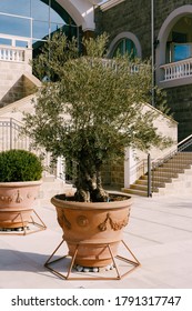 Tivat, Montenegro - 27 July 2020: An Olive Tree In A Large Brown Clay Pot.