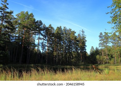 Tiveden National Park. Beautiful View Over A Small Swedish Lake. Clear Fresh Nature, Untouched. Sweden, Scandinavia, Europe.