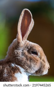 Tizer The Mini Rex Rabbit