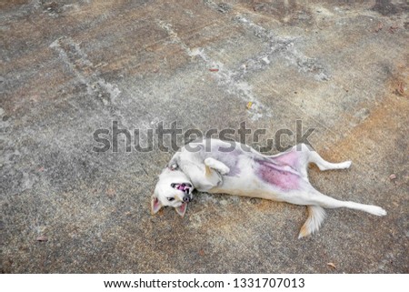 Similar – Image, Stock Photo kitten as murderer