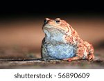 toad