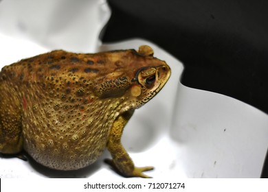 Toad
