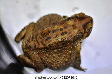 Toad
