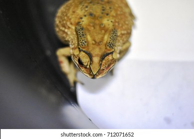 Toad
