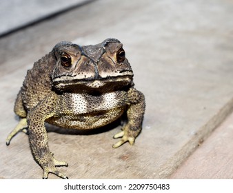 Toad, An Amphibian Of The Frog Order (Anura).