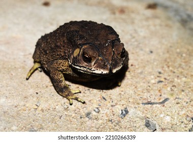 Toad, An Amphibian Of The Frog Order (Anura).