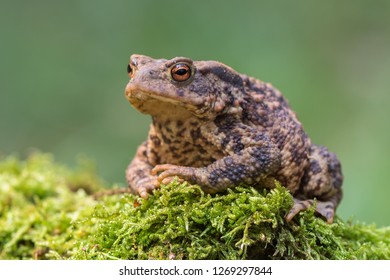 Toad - Bufo Bufo