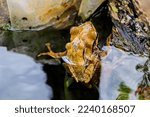 The toad (Bufo melanostictus) belongs to the order Anura, family Bufonidae. on the back there are rough spots with black tips. the color varies yellowish, yellow-brown, and blackish. selective focus.