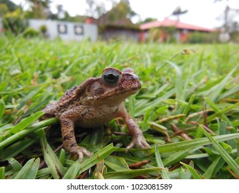 Toad In The Rain Images Stock Photos Vectors Shutterstock
