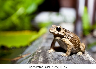 Toad (Bufonidae), Phuket, Thailand, Asia