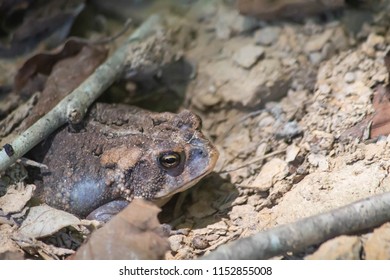 Toad buried in soil