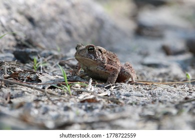 Toad captured while on a walk through a trail.