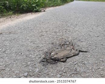 Toad corpse on the road - Powered by Shutterstock