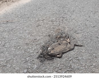 Toad corpse on the road - Powered by Shutterstock