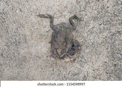 Toad died flat on the road. frog died on cement street. frog run over by a car on an road. car accident on the road.