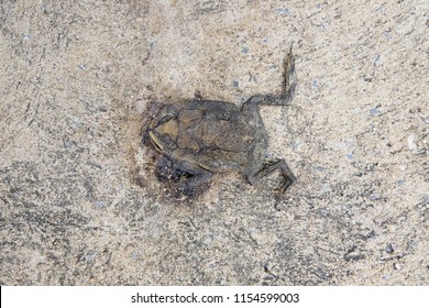 624 Frogs Running Stock Photos, Images & Photography | Shutterstock