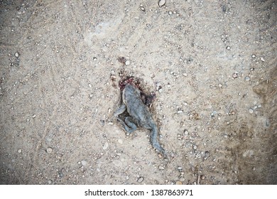 Toad died flat on the road. frog died on cement street. frog run over by a car on an road
