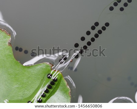 Toad eggs in jelly on lotus leaf background