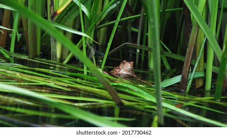 A toad encountered during a canoe trip. The amphibian is in the clear water of the Łeba river located in Pomerania district in Poland.