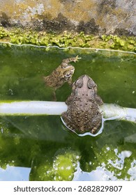 The toad in the foreground is clearly visible with a textured back, while the toad in the background is partially submerged in the water.