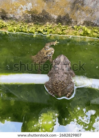 The toad in the foreground is clearly visible with a textured back, while the toad in the background is partially submerged in the water.