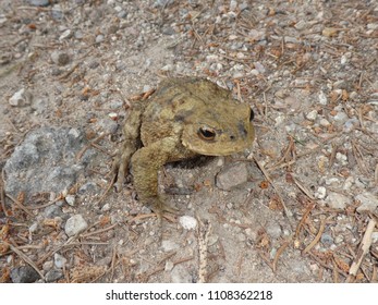 Toad in the forest
