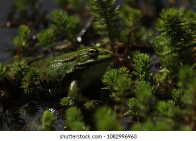 Toad Frog Green Plant Water 