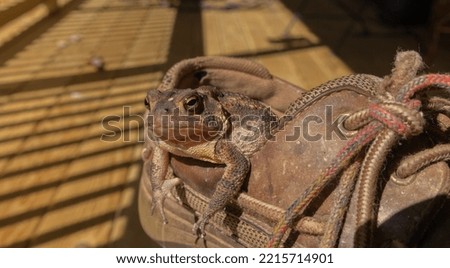 A toad frog in a old worn shoe.