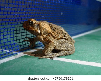 Toad (frog) sits calmly inside the terrarium. Warty textured skin of toad (frog) glows under artificial lighting.                               