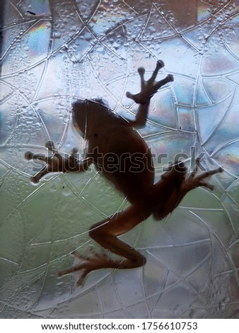 Toad or Frog stuck on front window after rainstorm 