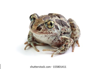 	Toad With Golden Eyes On White