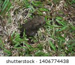 Toad hiding in the grass