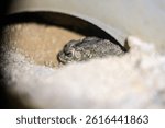 Toad Hiding Under a Pipe