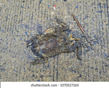 Toad Hit By Car On Road Stock Photo 1070527265 | Shutterstock