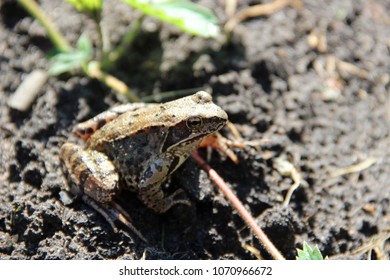 the toad jumps on the ground