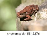 Toad on rock