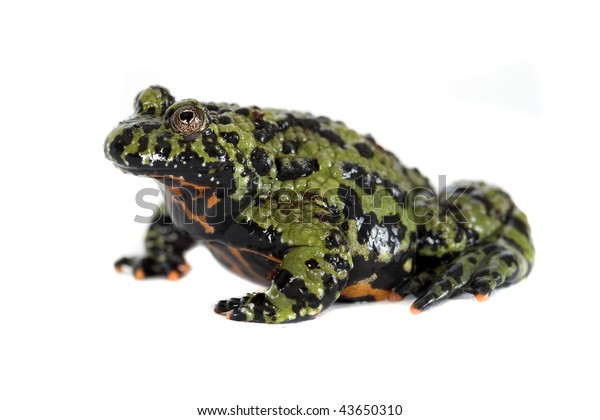 Toad Oriental Firebellied Bombina Orientalis Korea Stock Photo 43650310 ...