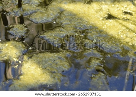 A toad poking its head out of the muddy water.