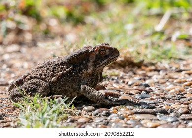 Toad Is A Quadruped Amphibian In The Family Bufonidae, Shaped Like A Frog. But The Legs Are Shorter Than The Skin Is Rough Blisters. There Are Many Types.