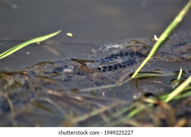 Toad Spawn In The Pond In Spring 