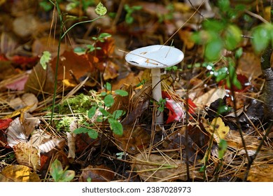 Toad stool mushroom stands alone on forest floor amongst autumn leaves.