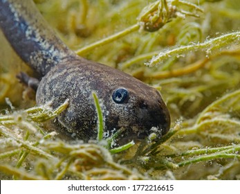 Toad Tadpole On Algae, Erdkröten Kaulquappe Auf Algen