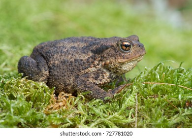 Toad Thick Green Mosstoad Common Toad Stock Photo 727781020 | Shutterstock