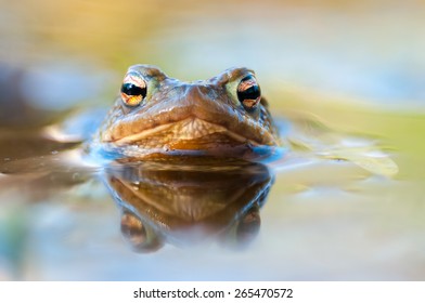 Toad In Water (Bufo Bufo)