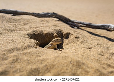 Toadhead Agama Lizard In Its Burrow In The Sand Of The Desert